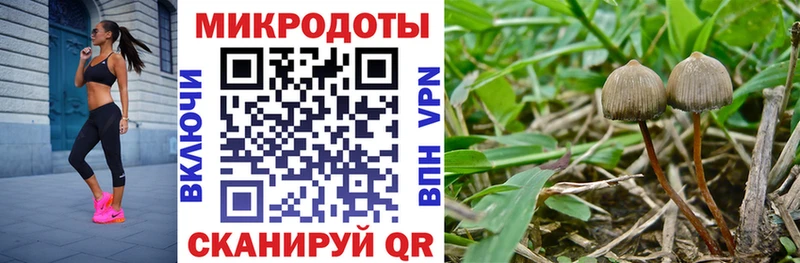 Галлюциногенные грибы Psilocybine cubensis  продажа наркотиков  OMG ТОР  Лесной 